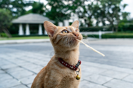 近乎橙色的猫咪肖像 吃猫食零食图片