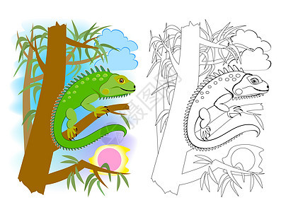 儿童着色书的彩色和黑白页面 可爱的绿色美洲蜥蜴鬣蜥的插图 儿童学校教科书的可打印工作表 在线教育 平面卡通矢量图片