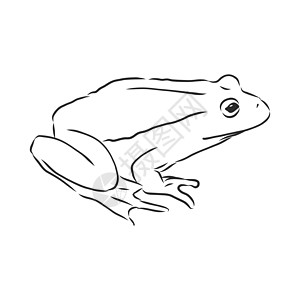 在 whitefrog 矢量素描它制作图案上孤立的青蛙的轮廓图两栖艺术卡通片林蛙森林野生动物热带荒野插图草图图片