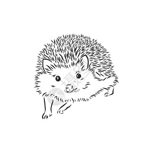 在白色背景上孤立的刺猬素描卡通片野生动物森林插图哺乳动物铅笔艺术草图豪猪涂鸦图片
