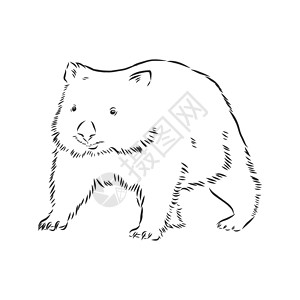 与袋熊素描隔离在白色背景 袋熊 矢量素描图蚀刻公园雕刻草图动物园哺乳动物手绘黑与白卡通片异国图片