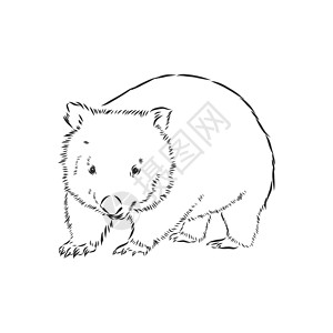 与袋熊素描隔离在白色背景 袋熊 矢量素描图卡通片手绘草图异国黑与白哺乳动物情调雕刻动物群艺术图片