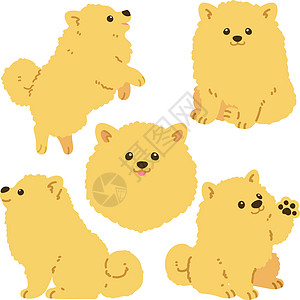 一套平面彩色金色博美犬插图图片