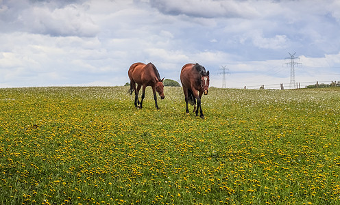 美丽的牧马全景 在树枝中绿色草地上的青绿草地上动物荒野公园牧场农场农村蓝色旅行天空晴天图片
