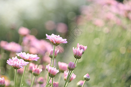 花田的清晨阳光下 粉红菊花图片