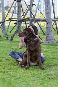 公园里的狗金色猎犬棕色宠物小狗朋友哺乳动物绿色犬类图片