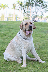 公园里的狗金色猎犬哺乳动物绿色犬类棕色宠物朋友小狗图片