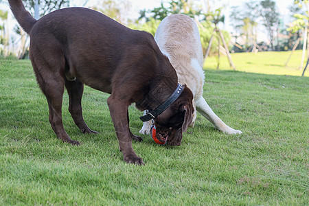 公园里的狗金色猎犬绿色哺乳动物小狗朋友宠物犬类棕色图片