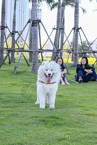 公园里的狗金色猎犬哺乳动物绿色宠物犬类棕色朋友小狗图片