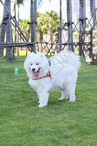 公园里的狗金色猎犬小狗绿色棕色犬类宠物朋友哺乳动物图片