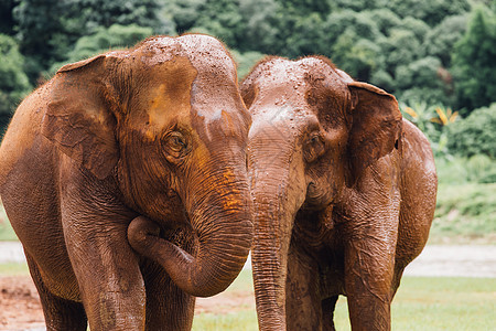 亚洲大象在泰国深森林的自然界图片