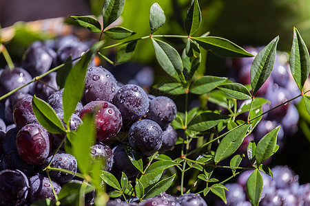 篮子里的黑葡萄 收割葡萄 红葡萄酒葡萄紫色葡萄串食物葡萄园蓝色浆果水果收成图片
