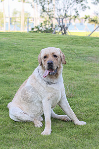 公园里的狗金色猎犬哺乳动物绿色宠物犬类小狗朋友棕色图片