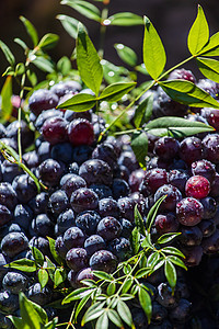 篮子里的黑葡萄 收割葡萄 红葡萄酒葡萄果汁季节栽培酒厂水果生长蓝色叶子浆果太阳图片