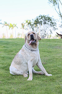 公园里的狗金色猎犬宠物犬类朋友绿色哺乳动物棕色小狗图片