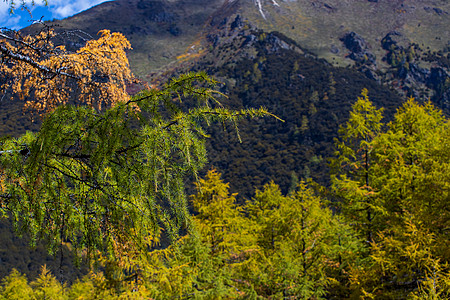 在Yading自然的秋天森林和雪山中多姿多彩旅游蓝色公园顶峰松树冰川国家背包旅行远足图片