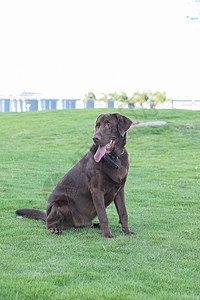 公园里的狗金色猎犬哺乳动物朋友棕色宠物犬类小狗绿色图片