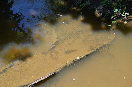 泥土河流或池塘水中的野生动物两栖蝌蚪动物图片