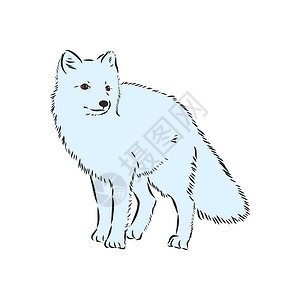矢量插图肖像的北极狐 蓝色背景上极地狐狸可爱的白色蓬松脸 白色 Foxvector 它制作图案动物园橙子毛皮艺术眼睛动物卡通片冰图片