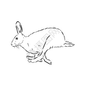 haredoodle 风格素描插画手绘矢量素描它制作图案动物群雕刻生活绘画中风铅笔动物园生物草图插图图片