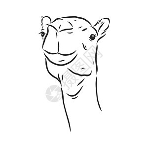 的骆驼头肖像哺乳动物插图艺术墙纸横幅野生动物雕刻单峰旅行绘画图片