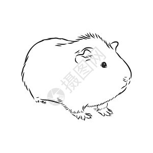 可爱的几内亚草图它制作图案艺术仓鼠哺乳动物生物卡通片乐趣毛皮老鼠宠物动物图片