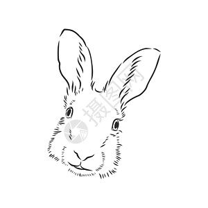 兔子的手绘肖像 矢量图 它制作图案的野兔矢量素描兔头的肖像艺术墨水卡通片剪贴素描绘画打印毛皮雕刻动物园图片