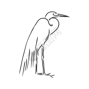 美丽的 Heronwild 涉水鸟矢量草图它制作图案渔夫夹子翅膀湿地动物羽毛丛林野生动物动物园绘画图片