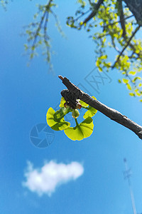 森林中的地貌瀑布绿色宏观宏花山茶花粉色背景花墙红色花朵植物群背景图片