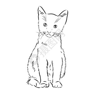 猫手绘矢量孤立的素描图素描它制作图案雕刻小猫风格宠物猫咪卡片墨水艺术艺术品装饰背景图片