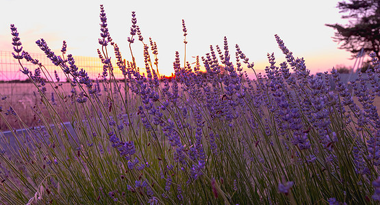 日落时在小麦田附近的青紫花朵旅行药品芳香蓝色农村园艺香水花朵花园太阳图片