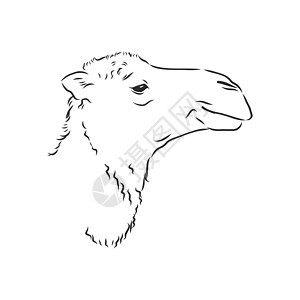 的骆驼头肖像插图雕刻驼峰艺术荒野动物横幅单峰绘画墙纸图片