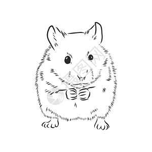 可爱的仓鼠石油牙齿矢量素描它制作图案卡通片荒野艺术老鼠草图毛皮乐趣野生动物插图豚鼠图片