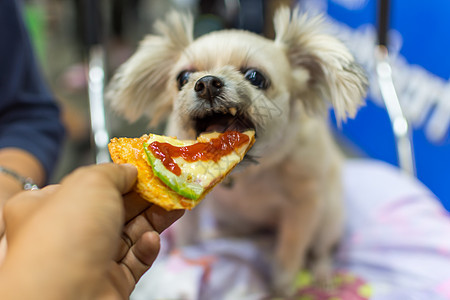 狗这么可爱的狗 吃比萨饼奶酪喂养宠物主朋友营养哺乳动物贵宾训练餐厅食物友谊小狗犬类图片