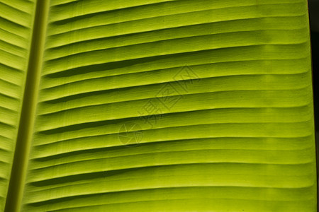 抽象香蕉叶图案背景热带植物学树叶墙纸植物环境生活线条宏观绿色图片