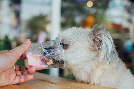 狗这么可爱 吃冰淇淋喂养宠物主雪花哺乳动物餐厅友谊桌子午餐牛奶训练朋友营养图片