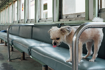火车里这么可爱的狗狗在火车上等着旅行乐趣车辆舌头座位运输乘客椅子训练宠物城际图片