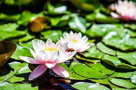 池塘里李丽的水芽植物群百合漂浮软垫粉色花瓣美丽绿色青蛙植物图片