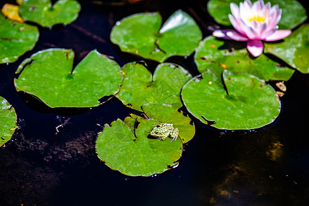 池塘里李丽的水芽植物群百合花瓣美丽植物学青蛙植物软垫漂浮粉色图片