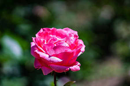 粉红玫瑰花花花瓣晴天粉色公园花园玫瑰植物背景图片