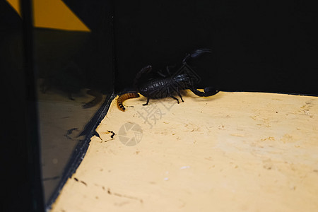 黑蝎子是一种有毒的节肢动物 它很危险身体热带刺痛昆虫容器荒野毒液宏观野生动物帝王图片