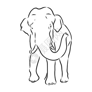 一只成年亚洲象与林的美丽素描旅游生物学荒野鼻子标识獠牙成人艺术厚皮插图图片