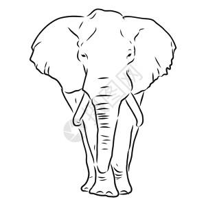 非洲大象剪影写意在白色它制作图案野生动物动物园草图卡片插图装饰品绘画涂鸦动物旅行图片