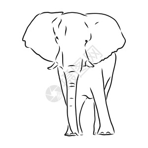 非洲大象剪影写意在白色它制作图案荒野涂鸦哺乳动物旅行野生动物草图装饰品耳朵艺术动物园图片