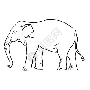 一只成年亚洲象与林的美丽素描荒野野生动物草图成人绘画鼻子插图獠牙数字哺乳动物图片