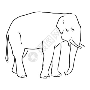 一只成年亚洲象与林的美丽素描野生动物生物插图草图厚皮动物獠牙旅游成人艺术图片