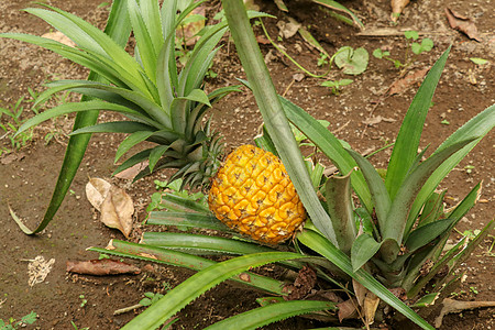 年轻的菠萝在巴厘岛的热带丛林中成熟 菠萝 comosus 成熟并获得橙色 特甜热带水果 Nanas Madu 异国水果凤梨凤梨的图片