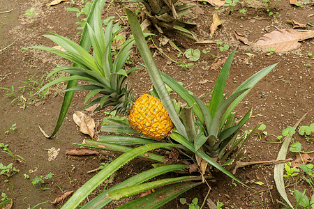 年轻的菠萝在巴厘岛的热带丛林中成熟 菠萝 comosus 成熟并获得橙色 特甜热带水果 Nanas Madu 异国水果凤梨凤梨的图片