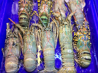 大型龙虾在装有市场水的托盘和蓝色集装箱上 旅游者买海鲜很受欢迎动物贝类食物美食氧气销售甲壳淡水文化游客图片