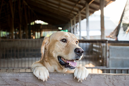 布朗狗站着等笼子背景的过去朋友爪子乐趣犬类动物舌头牙齿哺乳动物宠物猎犬图片